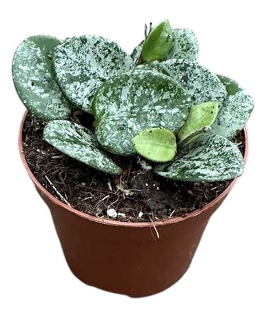 Hoya Mathilde Splash