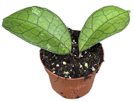 Hoya Clemensiorum Short Leaf