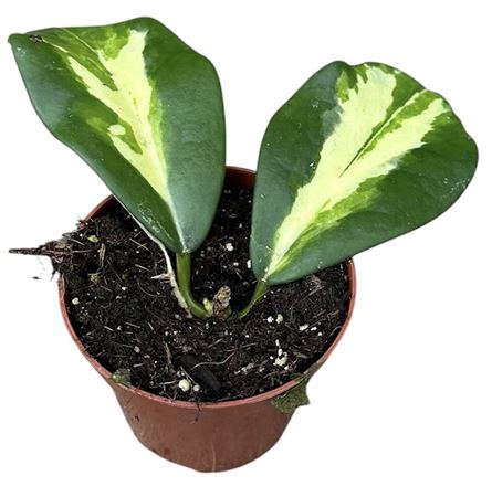 Hoya Diversifolia Maharani