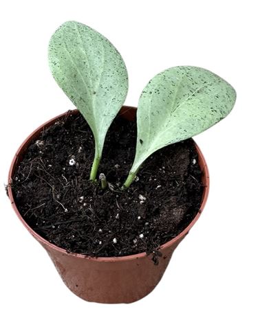 Hoya New Guinea Ghost