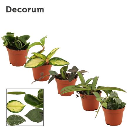 Хойя Микс (декорум)