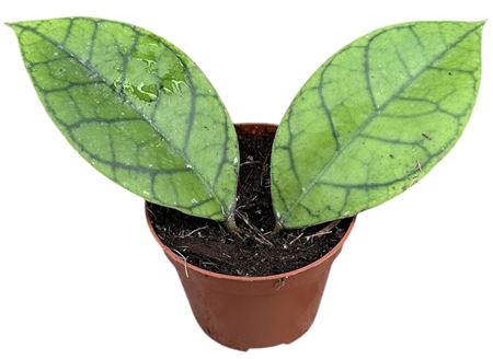 Hoya Callistophylla Kal 16