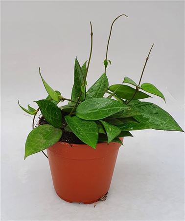 Hoya Parasitica Black Edge