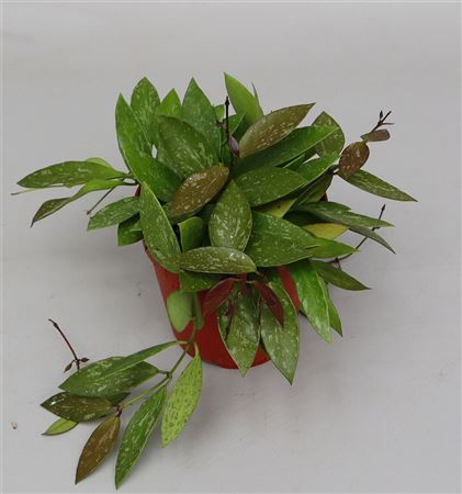 Hoya Carnosa Gracilis