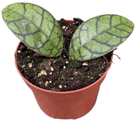 Hoya Ranauensis