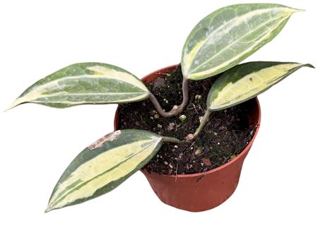 Hoya Latifolia Pot Of Gold