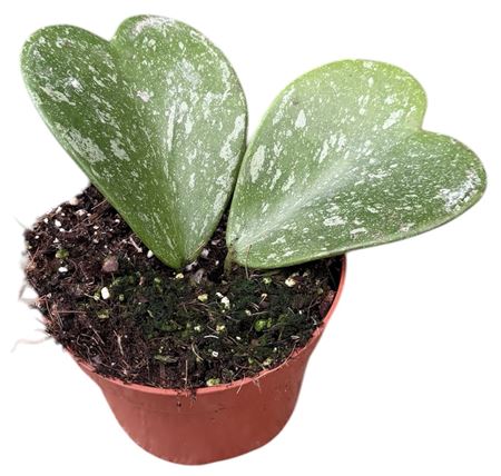 Hoya Kerrii Splash