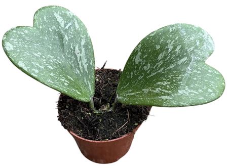 Hoya Kerrii Splash