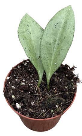 Hoya New Guinea Ghost