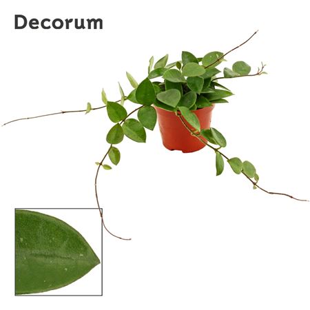 Hoya Cv Chouke (decorum)