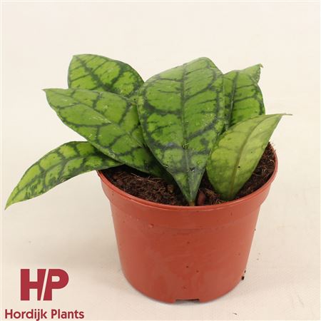 Hoya Callistophylla Black Cat