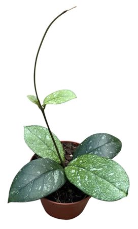 Hoya Crassipetiolata Splash Round Leaf