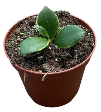 Hoya Heuschkeliana Albomarginata