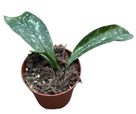 Hoya Occultata Splash