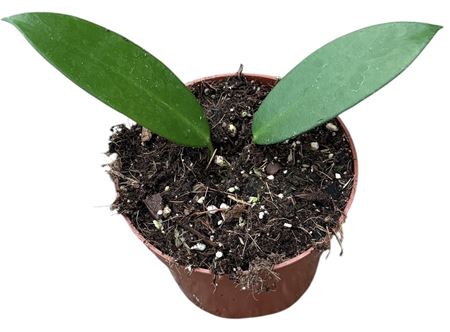 Hoya Black Dragon