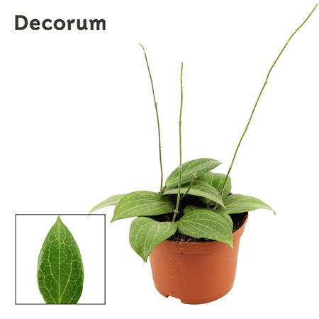 Hoya 9 Cm Fitchii (decorum)