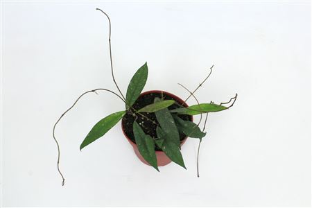 Hoya Scortechinii (ut001 Sp. Pink Fl.) 12 Cm