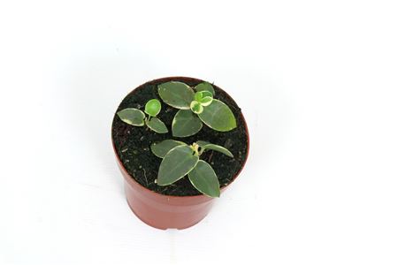 Hoya Cumingiana Outer Variegated 12 Cm