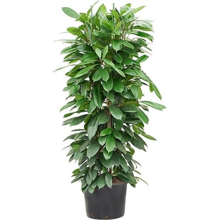 Ficus Cyathistipula.