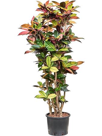 Sansevieria Trifasciata Black Tig