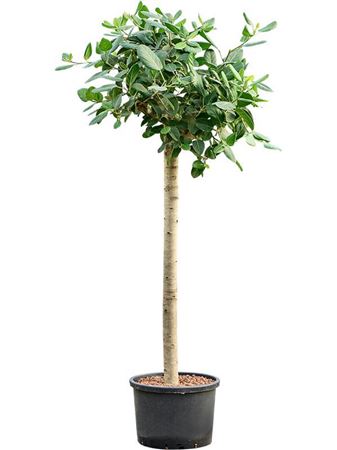 Ficus Benghalensis 'audrey'