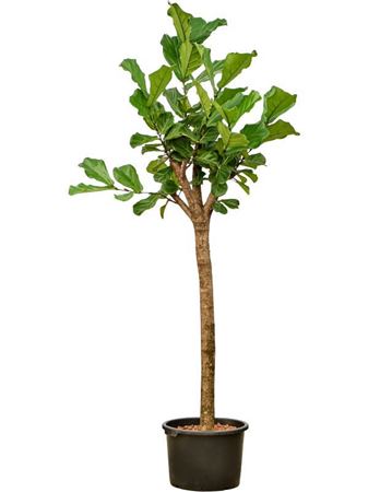 Ficus Lyrata