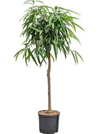 Ficus Bin Alii On Stem