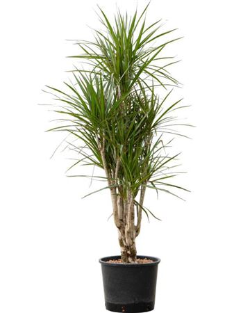 Sansevieria Trifasciata Black Tig