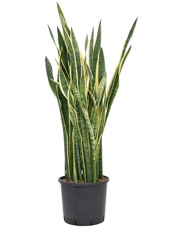 Sansevieria Trifasciata Laurentii