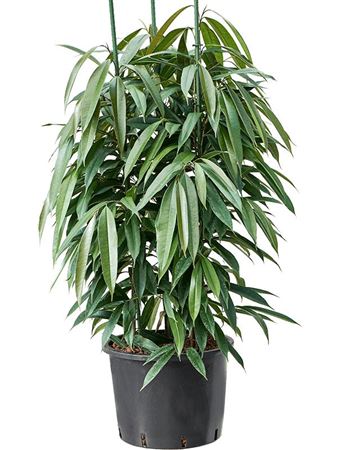 Ficus Amstel King