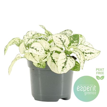 Hypoestes White