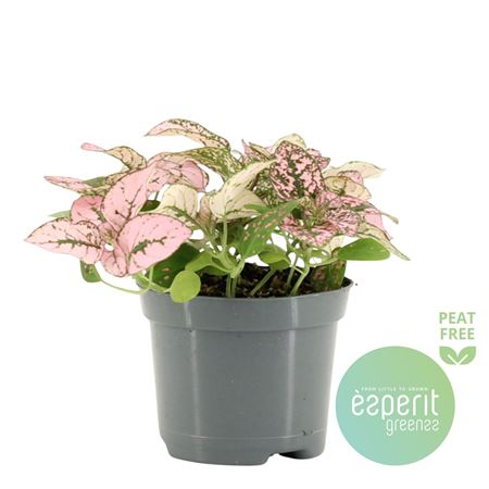 Hypoestes Pink