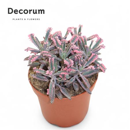 Kalanchoe Pink Butterfly (decorum
