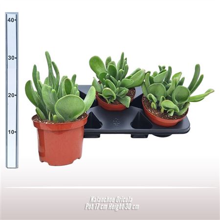Kalanchoe Oricula.