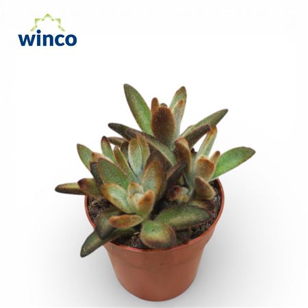 Kalanchoe Coffeebean