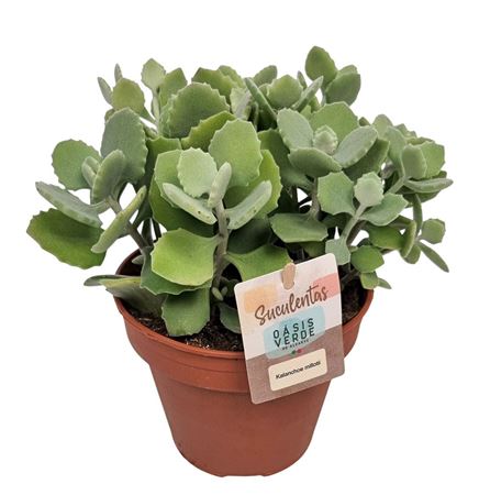 Kalanchoe Millotti