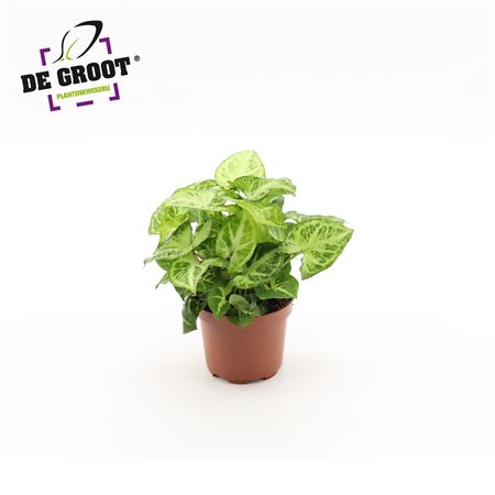 Syngonium Arrow