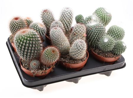 Mammillaria Mix