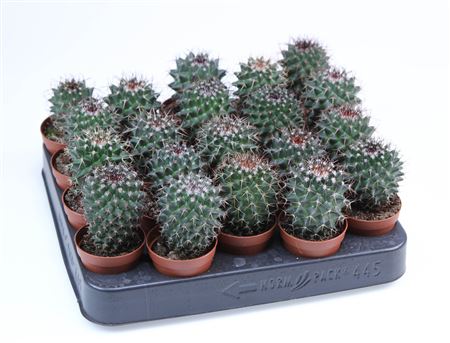 Mammillaria Hildagensis