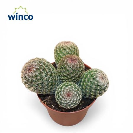 Mammillaria Matudae