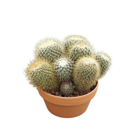 Mammillaria Pringlei