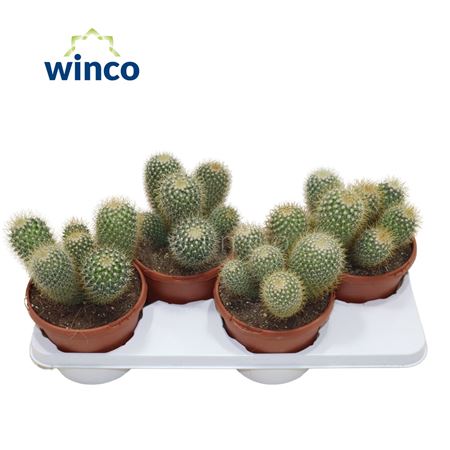 Маммилярия Принглей