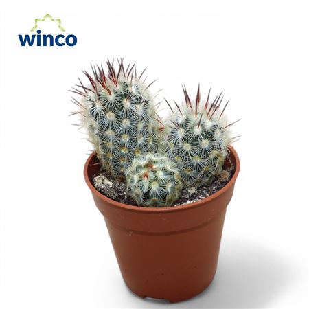 Mammillaria Microhelia Group