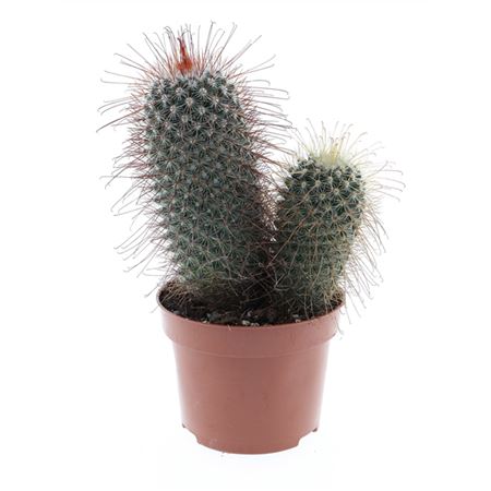 Маммиллярия Прингли Дуббель