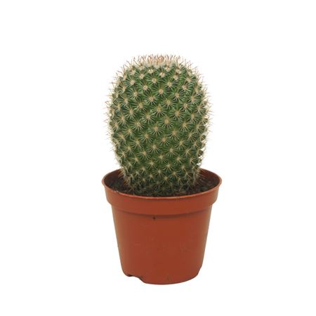 Mammillaria Pilcayensis Enkel