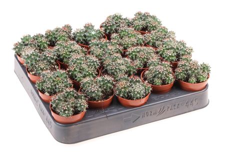 Mammillaria Hildagensis