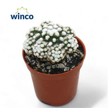 Mammillaria Gracilis (snowcap)