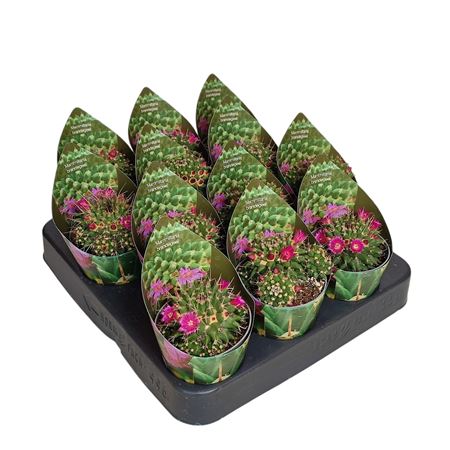 Mammillaria Brandegeei Potcover