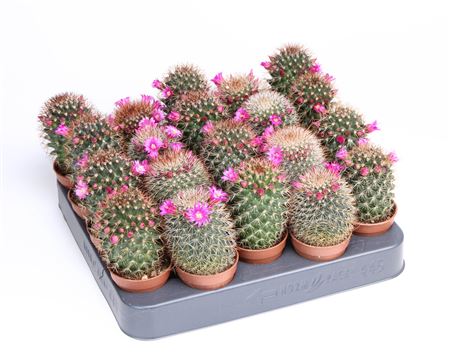 Mammillaria Flowering  Ernestii