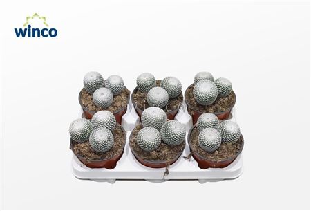 Mammillaria Microthele Superfina (group)